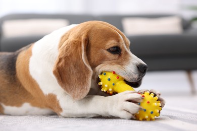 Photo of Cute Beagle dog chewing pet toy on floor indoors