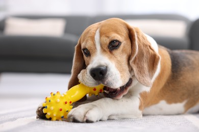 Photo of Cute Beagle dog chewing pet toy on floor indoors