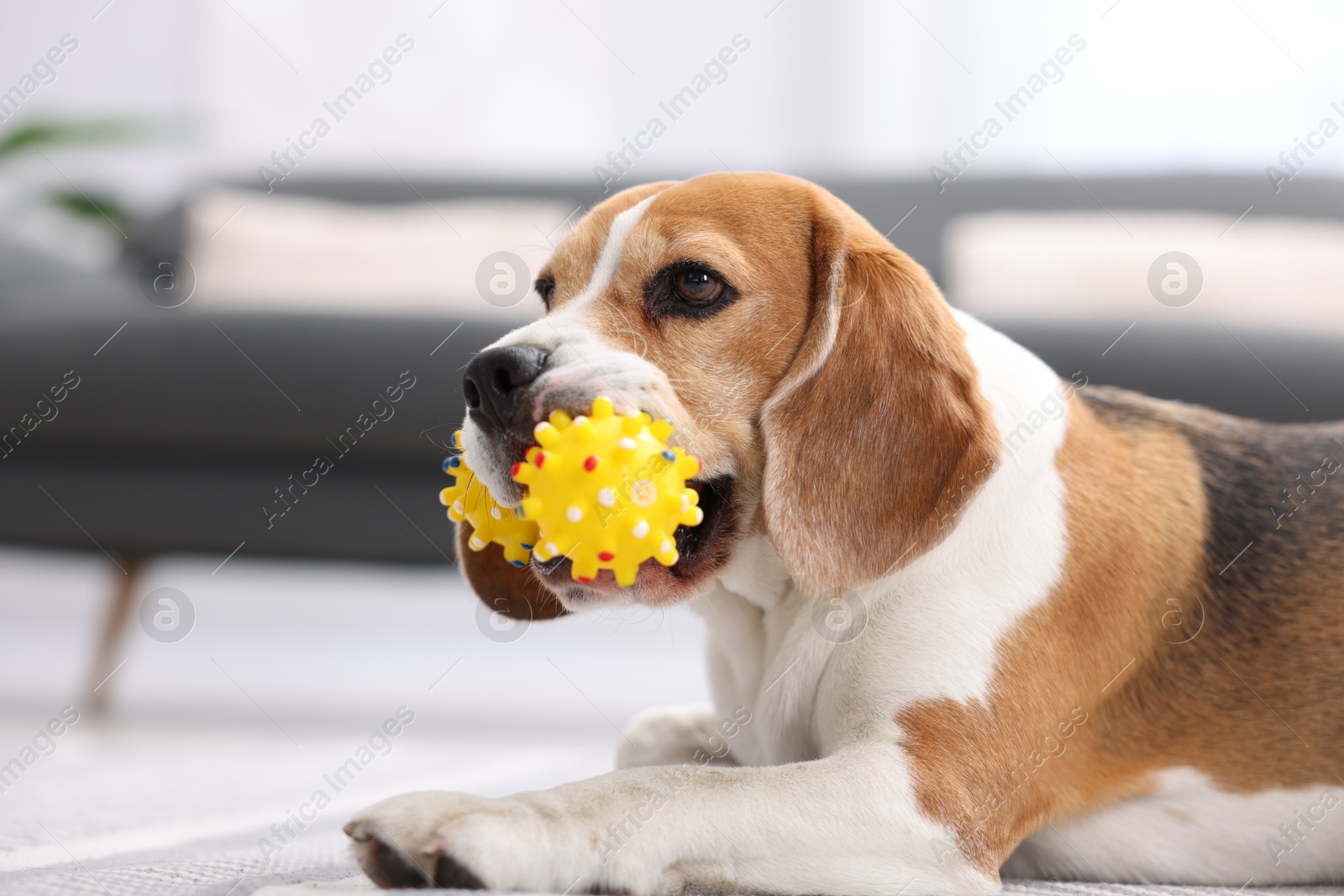 Photo of Cute Beagle dog chewing pet toy on floor indoors
