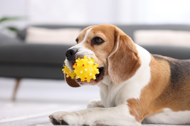 Photo of Cute Beagle dog chewing pet toy on floor indoors