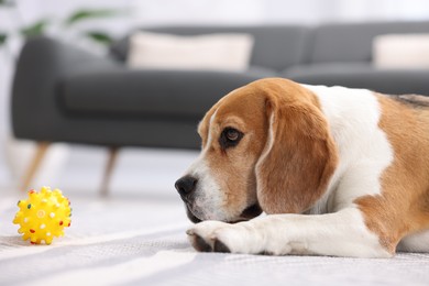 Photo of Cute Beagle dog with pet toy on floor indoors