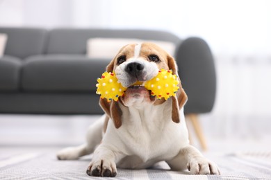 Photo of Cute Beagle dog chewing pet toy on floor indoors