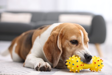 Photo of Cute Beagle dog chewing pet toy on floor indoors