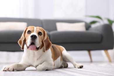 Photo of Cute Beagle dog lying on floor at home. Space for text