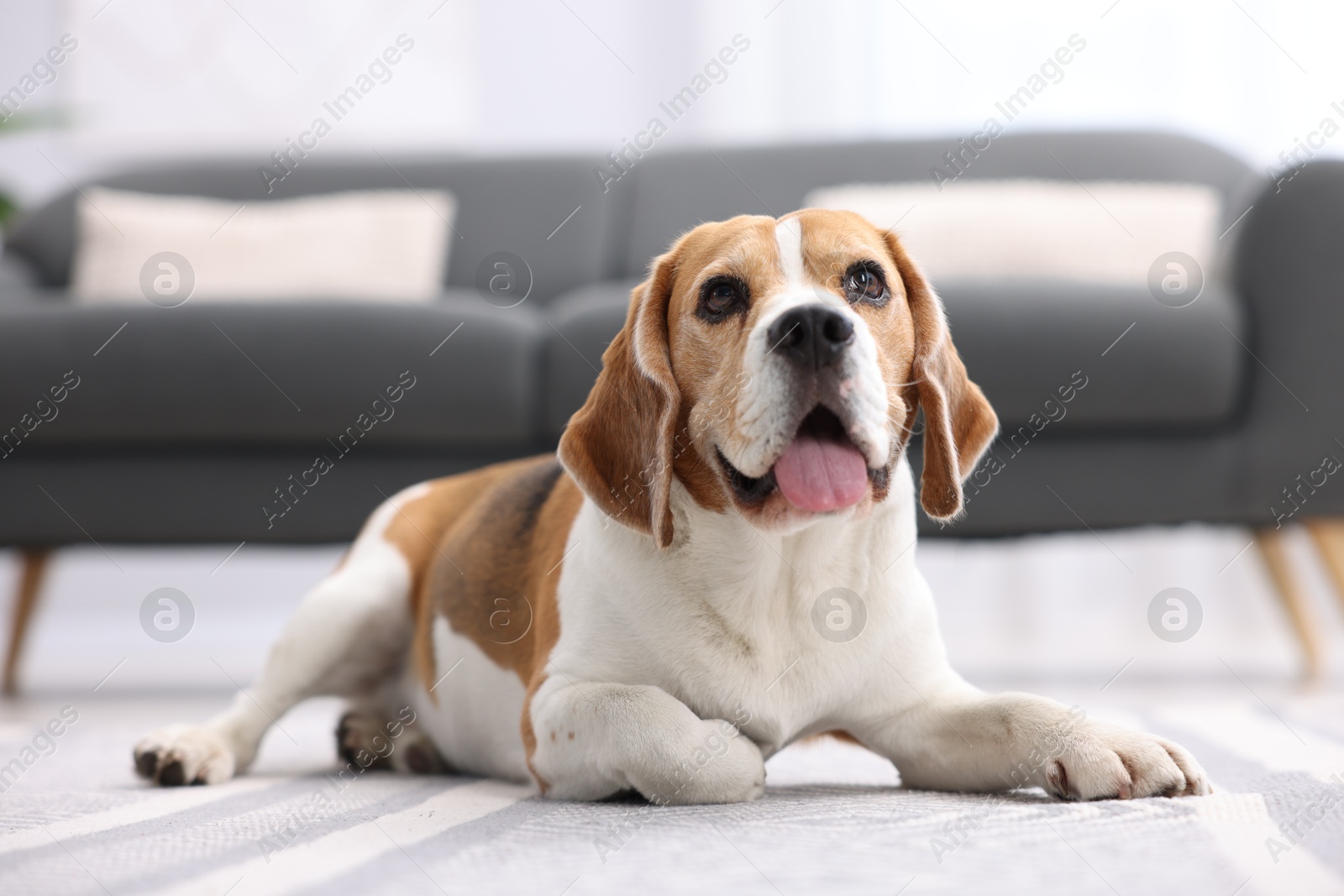 Photo of Cute Beagle dog lying on floor at home