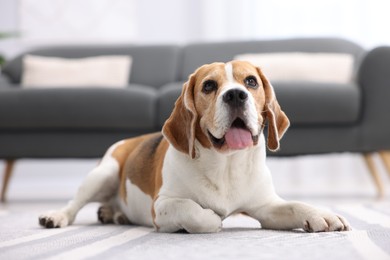 Photo of Cute Beagle dog lying on floor at home