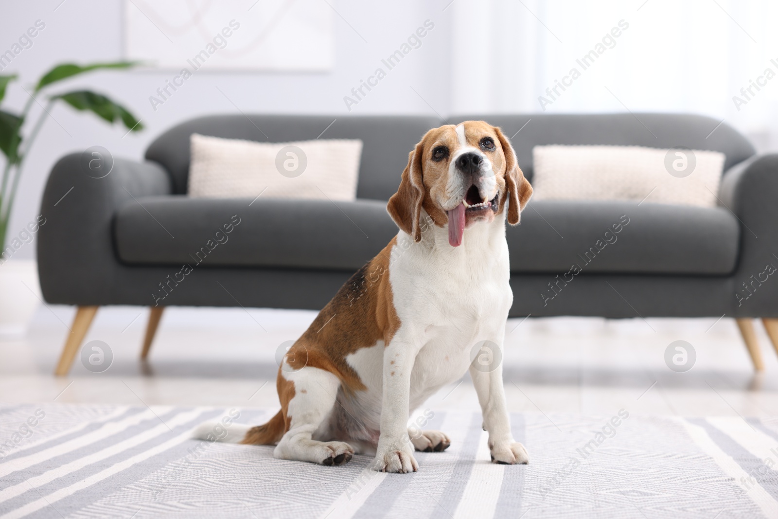Photo of Cute Beagle dog sitting on floor at home