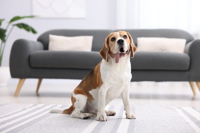 Photo of Cute Beagle dog sitting on floor at home