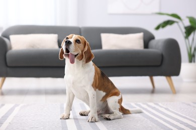 Photo of Cute Beagle dog sitting on floor at home