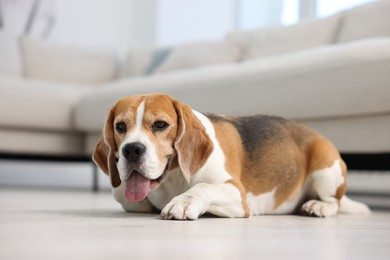 Photo of Cute Beagle dog lying on floor at home