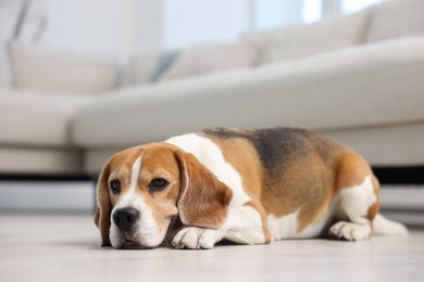 Photo of Cute Beagle dog lying on floor at home
