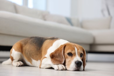 Photo of Cute Beagle dog lying on floor at home