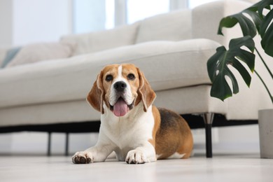 Photo of Cute Beagle dog lying on floor at home, low angle view