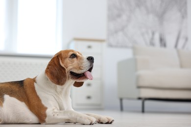 Photo of Cute Beagle dog lying on floor at home. Space for text