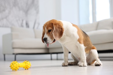 Photo of Cute Beagle dog and pet toy on floor at home