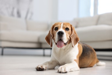 Photo of Cute Beagle dog lying on floor at home. Space for text