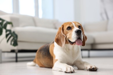 Photo of Cute Beagle dog lying on floor at home