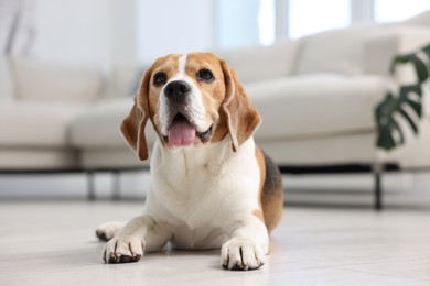 Photo of Cute Beagle dog lying on floor at home