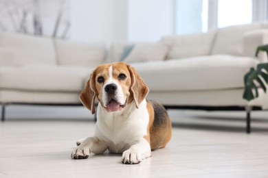 Photo of Cute Beagle dog lying on floor at home