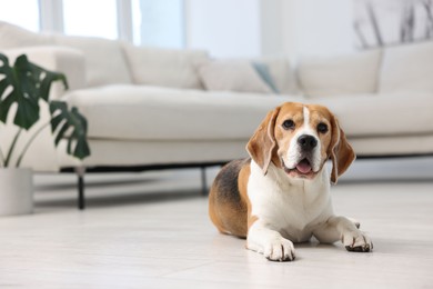 Photo of Cute Beagle dog lying on floor at home. Space for text