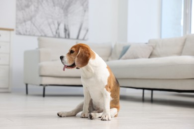 Photo of Cute Beagle dog sitting on floor at home