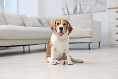 Photo of Cute Beagle dog sitting on floor at home