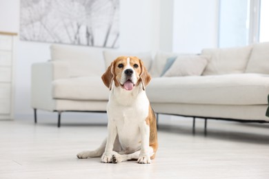 Photo of Cute Beagle dog sitting on floor at home