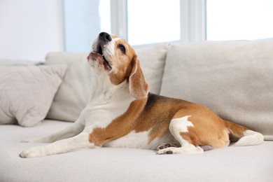 Photo of Cute Beagle dog lying on sofa at home