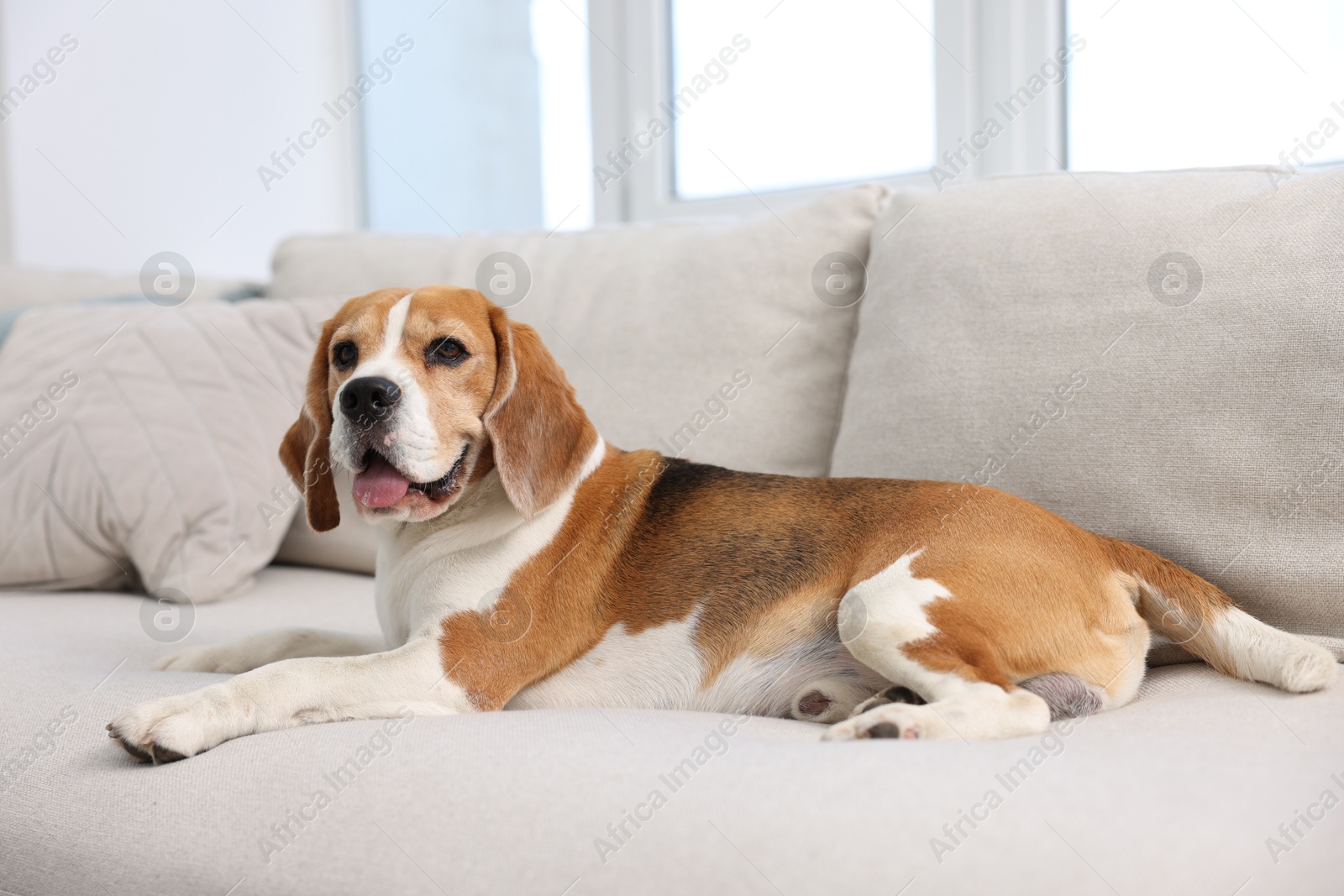 Photo of Cute Beagle dog lying on sofa at home