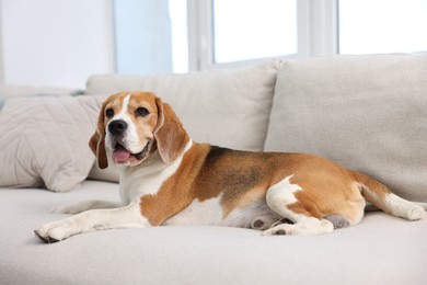 Photo of Cute Beagle dog lying on sofa at home