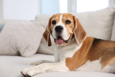 Photo of Cute Beagle dog lying on sofa at home. Space for text