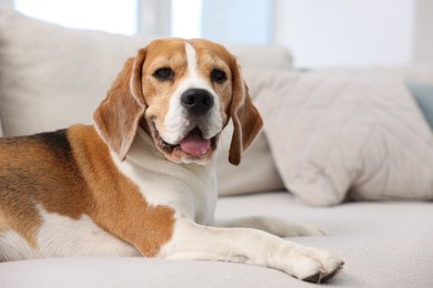 Photo of Cute Beagle dog lying on sofa at home. Space for text