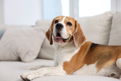 Photo of Cute Beagle dog lying on sofa at home