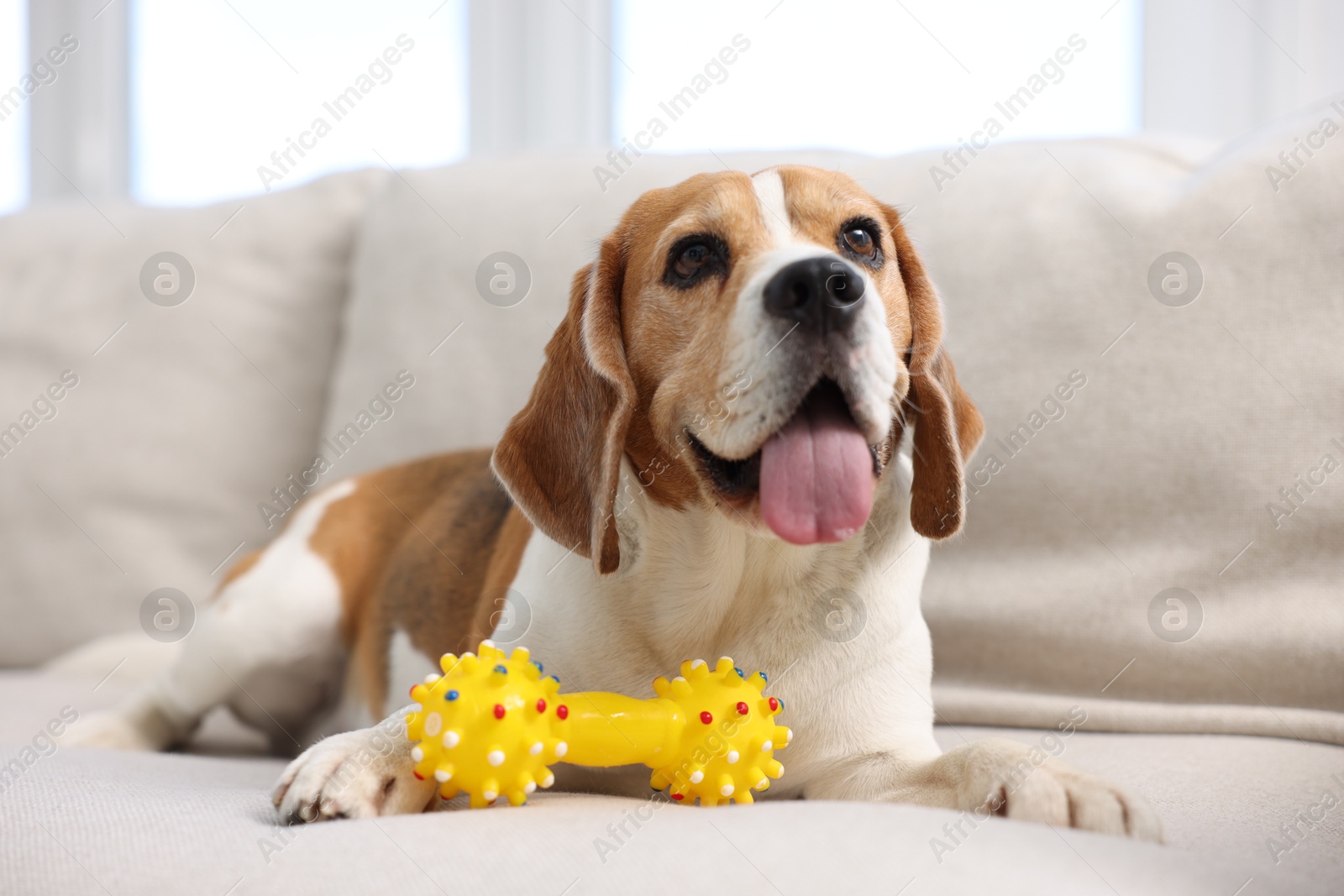 Photo of Cute Beagle dog with pet toy on sofa at home