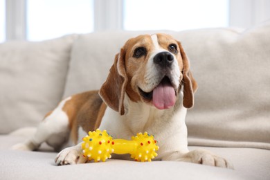 Photo of Cute Beagle dog with pet toy on sofa at home