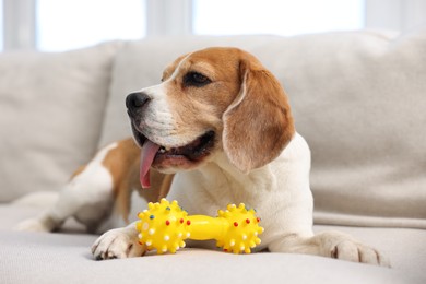 Photo of Cute Beagle dog with pet toy on sofa at home