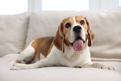 Photo of Cute Beagle dog lying on sofa at home