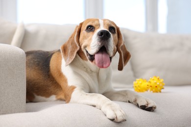 Photo of Cute Beagle dog lying on sofa at home