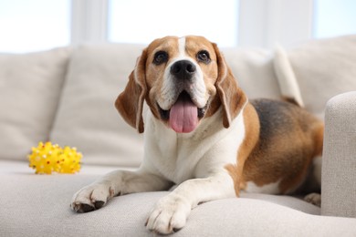 Photo of Cute Beagle dog lying on sofa at home