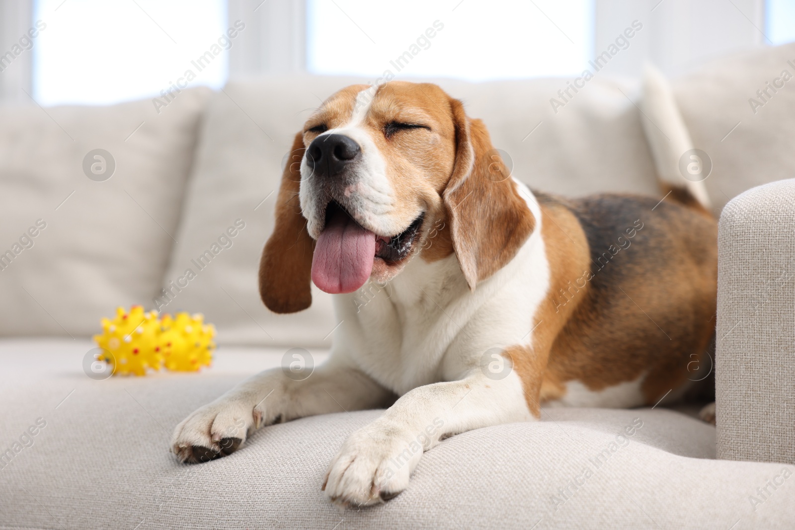 Cute Beagle dog lying on sofa at home Photo of Cute Beagle dog lying on sofa at home