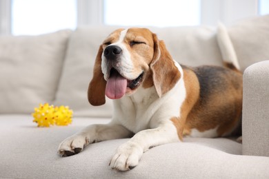 Photo of Cute Beagle dog lying on sofa at home