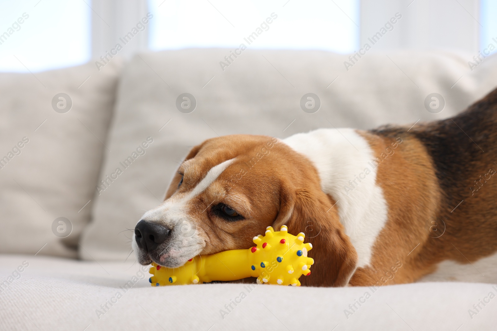 Cute Beagle dog with pet toy on sofa at home Photo of Cute Beagle dog with pet toy on sofa at home