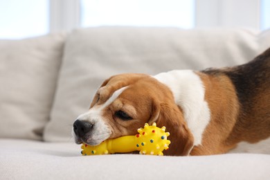 Photo of Cute Beagle dog with pet toy on sofa at home
