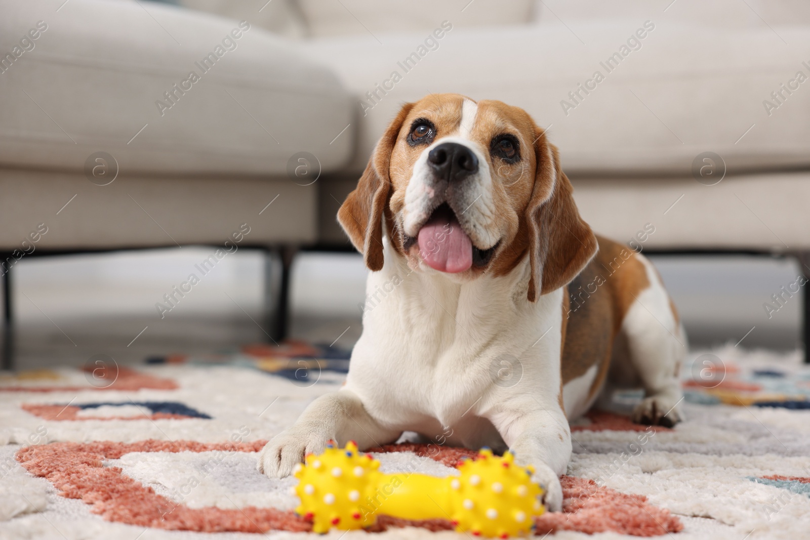 Cute Beagle dog with pet toy on floor at home Photo of Cute Beagle dog with pet toy on floor at home