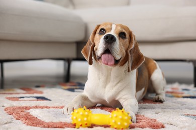 Photo of Cute Beagle dog with pet toy on floor at home