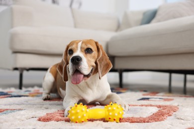 Photo of Cute Beagle dog with pet toy on floor at home