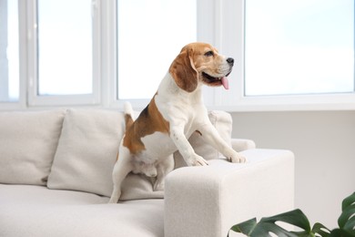 Photo of Cute Beagle dog on sofa at home