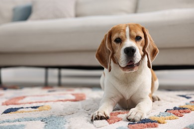 Photo of Cute Beagle dog lying on floor at home. Space for text