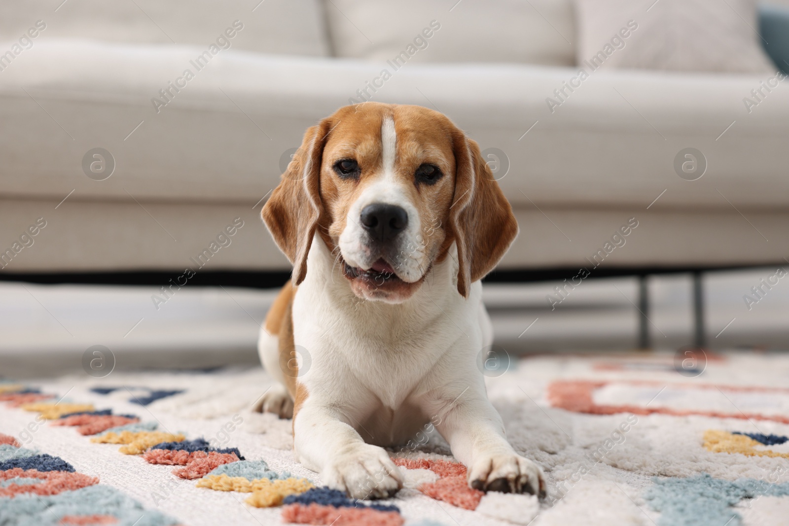 Cute Beagle dog lying on floor at home Photo of Cute Beagle dog lying on floor at home