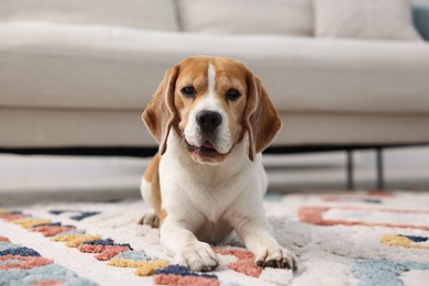 Photo of Cute Beagle dog lying on floor at home